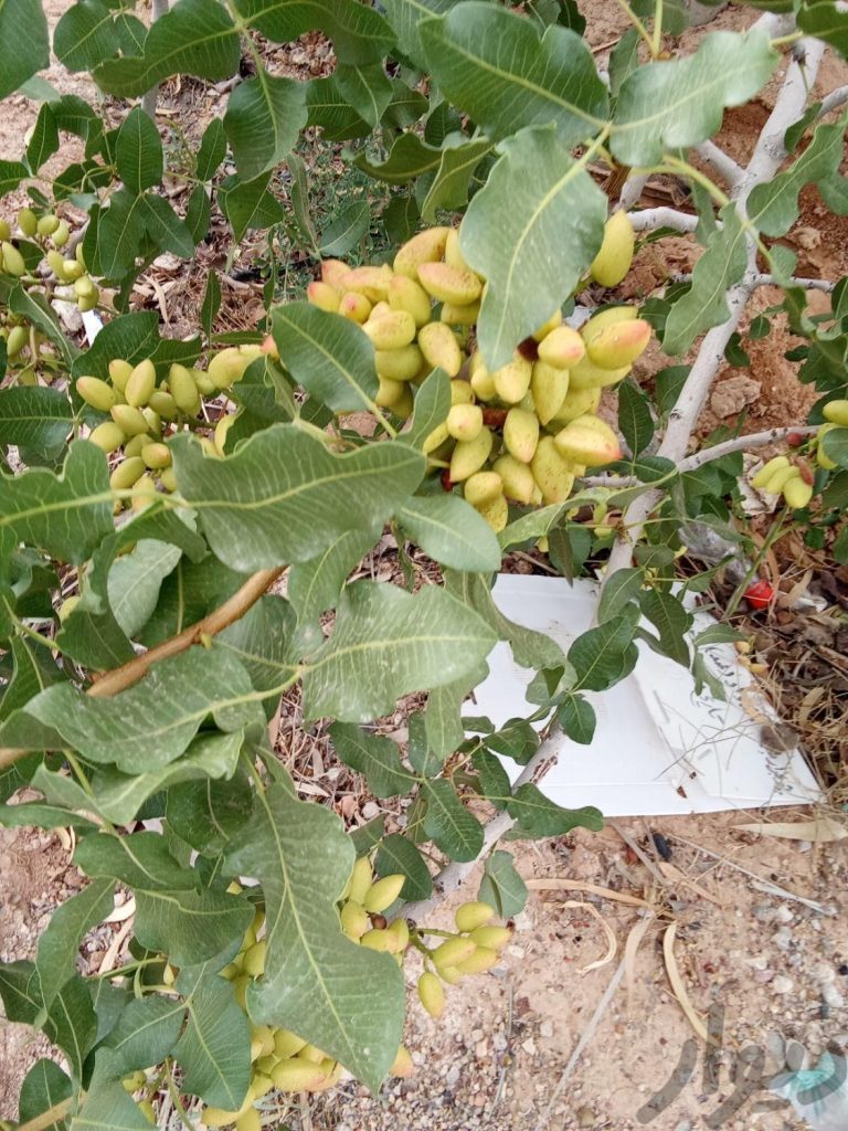 چاه کشاورزی و باغ پسته