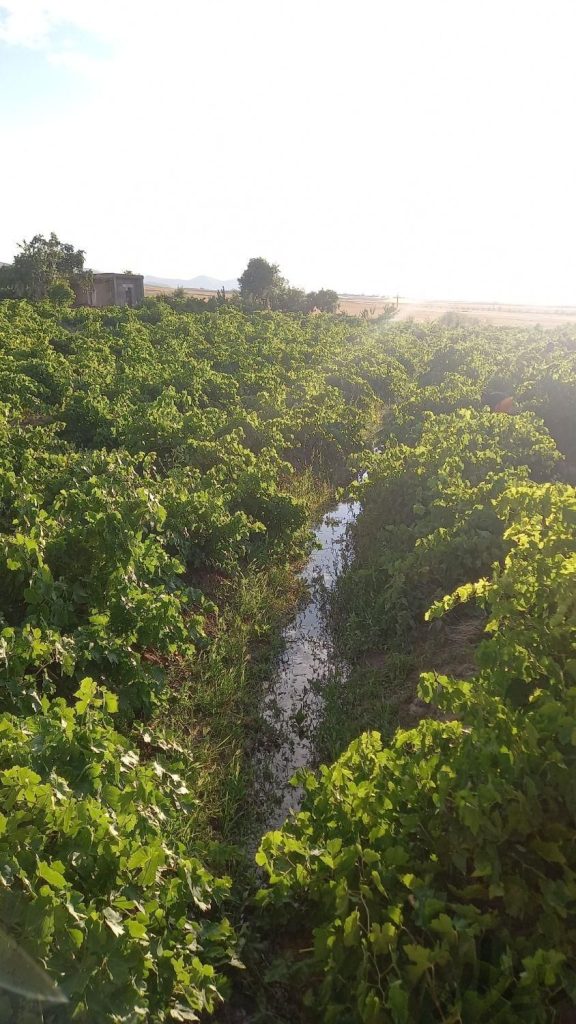 باغ انگور با۲۵۰ تا میم قبل روستای کلوخی