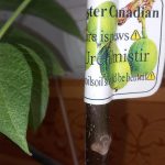 نهال انگور شاهانی اب قرمز وگردو خوشه ای وارداتی