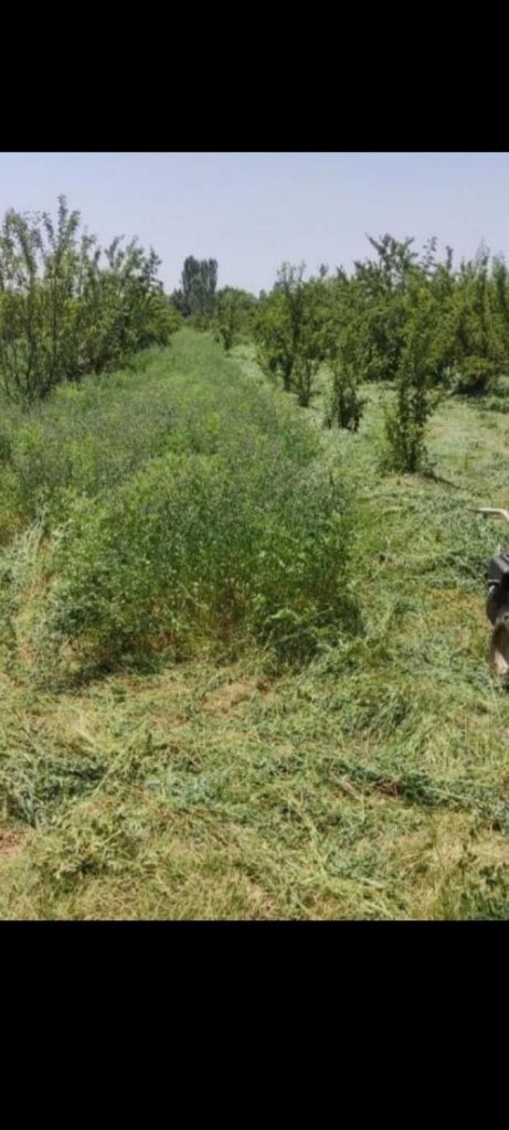 درو علوفه ازجمله گندم جویونه وباغات بادستگاه دروگر