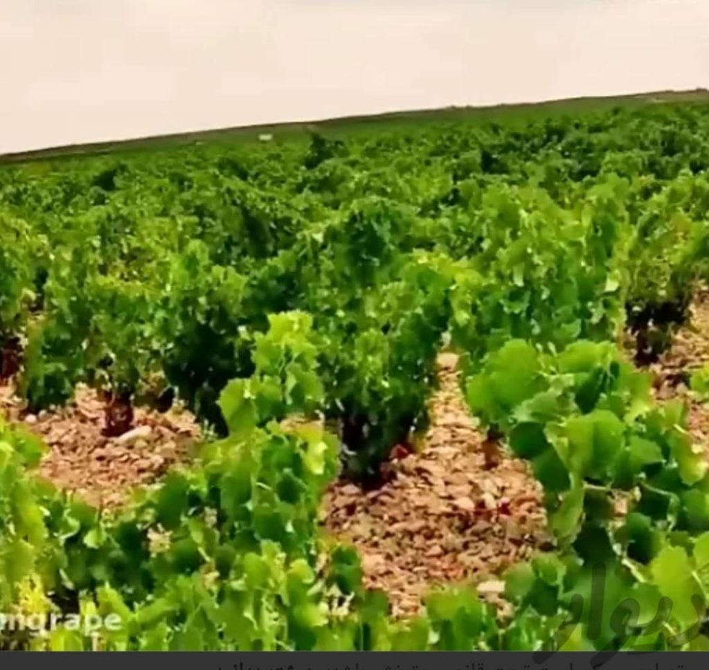 زمین باغ به فروش میرسد