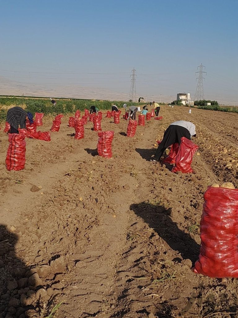 سرکارگر زمین کشاورزی هستم