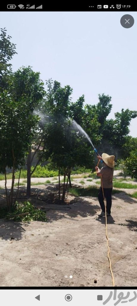 سمپاشی درخت کودپاشی علف کش سم پاشی باغ