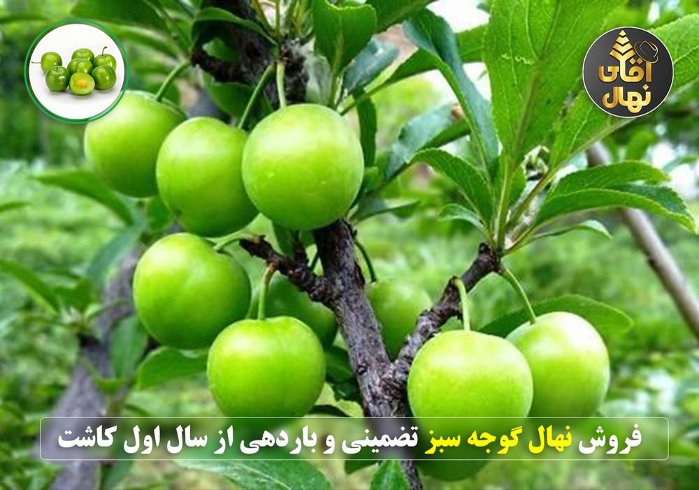 فروش نهال گوجه سبز سردرودی باردهی بالا