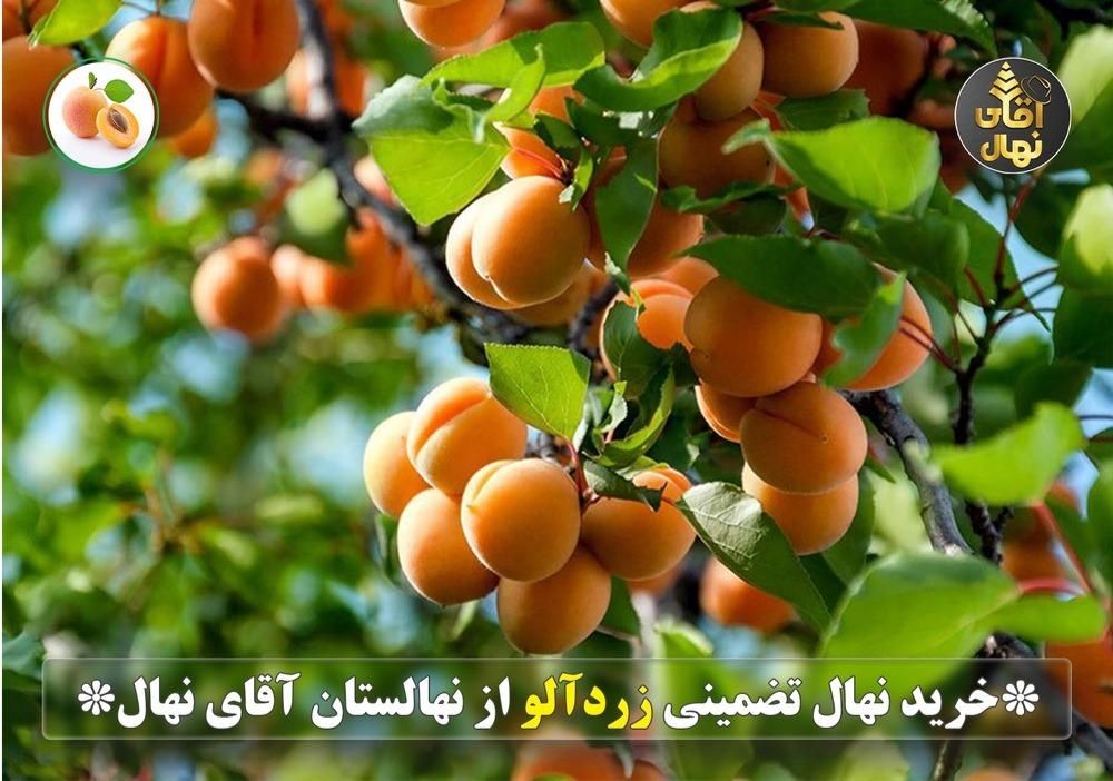 فروش نهال زردآلو عسگرآبادی تضمینی