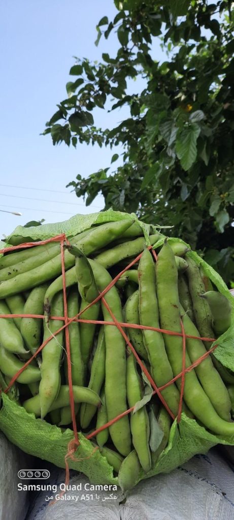 بذر باقله شاخ بزی شرطی