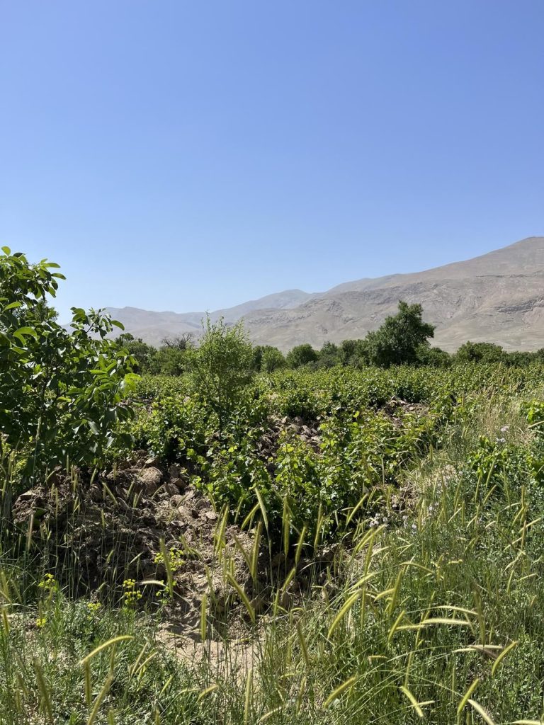 زمین کشاورزی، ۱۱۰۰ متر در نوبران