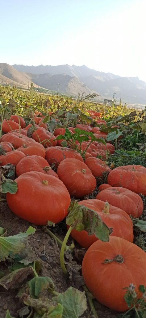 کدو حلوایی ( تنبل )