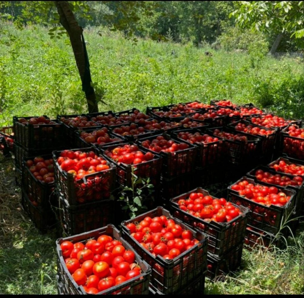 گوجه ربی شراء