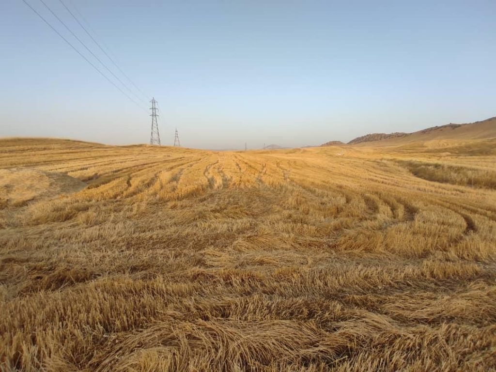 زمین کشاورزی واقع در روستای گل زرد عبدولی.