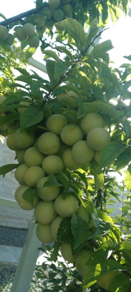 باغبانی درختکاری سمپاشی هرس کاری قطره ای فضای سبز